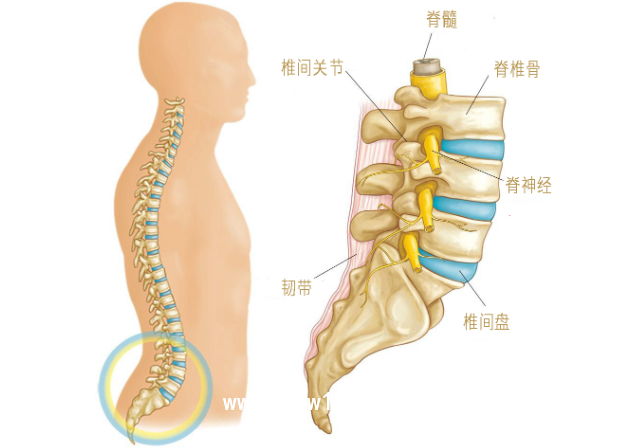 椎間孔鏡